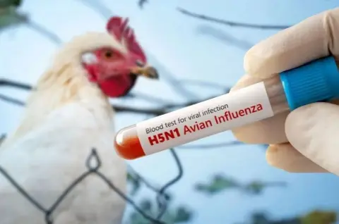 RD y otros 20 países suspende la compra de pollo a Brasil por gripe aviar.