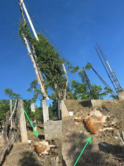 Denuncian peligro por falta de postes en tendido eléctrico en Cañongo, dos ovejas mueren electrocutadas