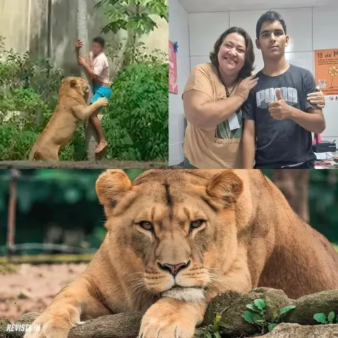Una leona mata a un joven que entró a su espacio en un zoológico