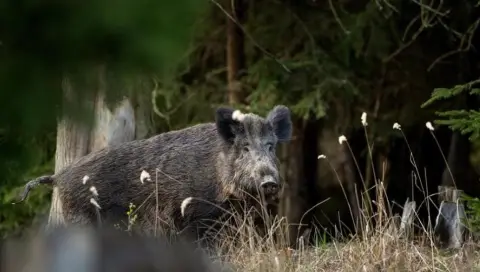 RD suspende la importación de carne cerdo desde España tras la detección de peste porcina