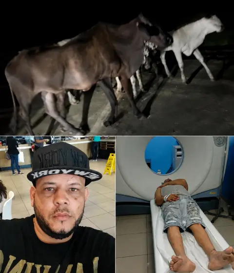 Motoconchista resulta gravemente herido tras accidente con una vaca en Partido, Dajabón